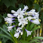 Agapanthus Ever Sparkle (2)