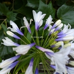 Agapanthus Ever Sparkle (1)