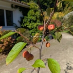 Malus perpetue Evereste