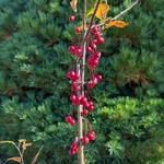 Malus Prairiefire