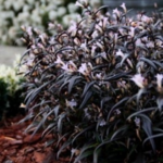 Strobilanthes anispohyllus Brunetthy (1)(1)