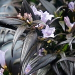 Strobilanthes anispohyllus Brunetthy (3)