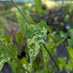 Abutilon megapotamicum Variegatum (1)
