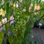 Abutilon megapotamicum Variegatum (2)