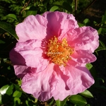 Camellia Dream Girl