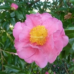 Camellia x sasanqua Dream Girl (2)