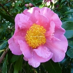 Camellia x sasanqua Dream Girl (4)