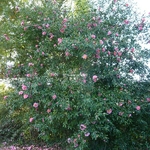 Camellia x sasanqua Dream Girl (3)