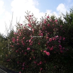 Camellia x sasanqua Dream Girl (6)