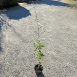 Quercus suber C2L