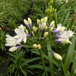 Agapanthus Ever Sparkle (1)