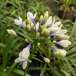 Agapanthus Ever Sparkle (2)