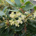 Arbutus unedo Mustefa (2)