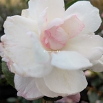 Camellia sasanqua Hime Botan (2)