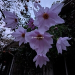 Dahlia imperialis (2)