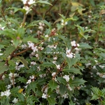Osmanthus heterophyllus Perfumed Princess (2)