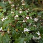 Osmanthus heterophyllus Perfumed Princess (3)
