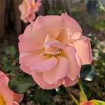Rosa Cubana (1)