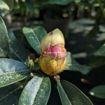 Rhododendron Lombok (1)