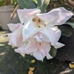 Rhododendron Lombok (2)