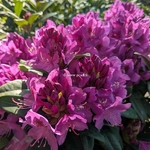 Rhododendron Anah Kruschke