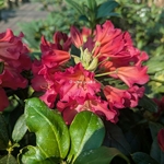 Rhododendron dichroanthum scyphocalix