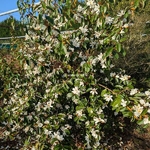 Magnolia Fairy White
