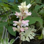 Acanthus mollis Tasmanian Angel