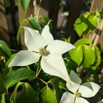 Cornus kousa Blue Shadow (1)