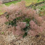 Cotinus coggygria Flamissimo