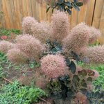 Cotinus coggygria Magical Torch