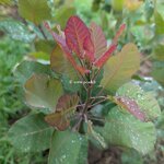 Cotinus coggygria Old Fashioned (2)