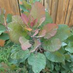 Cotinus coggygria Old Fashioned (1)