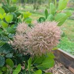 Cotinus coggygria Smokey Joe (1)