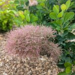 Cotinus coggygria Smokey Joe (2)