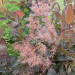 Cotinus Ruby Glow (1)