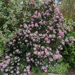 Escallonia Pink Elle (2)