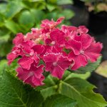Hydrangea macrophylla Curly Sparkle
