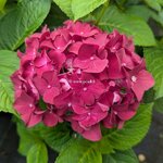 Hydrangea macrophylla Deep Purple Dance (1)