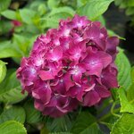 Hydrangea macrophylla Deep Purple Dance (2)