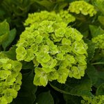 Hydrangea macrophylla EverBelles Green