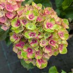 Hydrangea macrophylla Red Amethyst