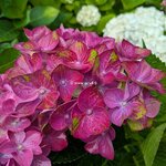 Hydrangea macrophylla Rosso Glory