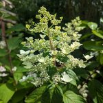 Hydrangea paniculata Wims red (1)
