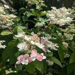 Hydrangea paniculata Wims red (3)