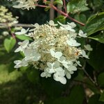Hydrangea paniculata Wims red (2)