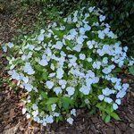 Hydrangea Runaway Bride
