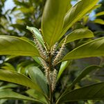 Lithocarpus edulis