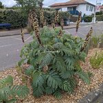 Melianthus major