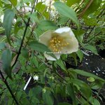 Philadelphus mexicanus (1)